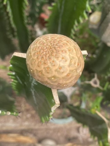 Euphorbia turbiniformis pianta