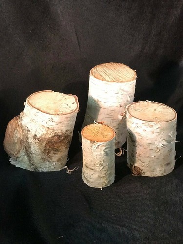 Tronchi betulla bianca - di,