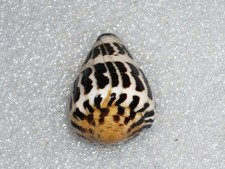 Conus ebraeus gold apex - conus,