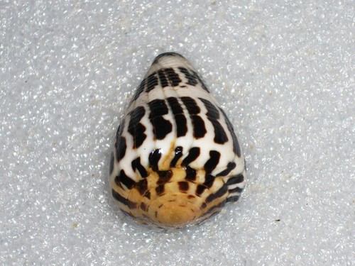 Conus ebraeus gold - ebraeus, apex