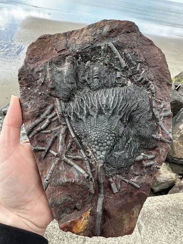 Moroccan crinoid - moroccan,