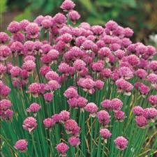 Allium schoenoprasum a foglia fine - erba cipollina - 250 Sementi