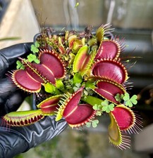 Dionaea muscipula Big RED NEW