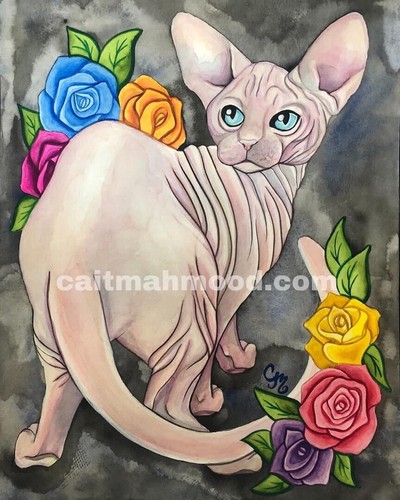 Sphynx cat gatto - senza, pelo