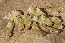 ACERO CAMPESTRE - ACER