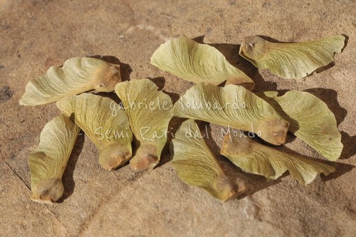 Acero campestre acer - acero,