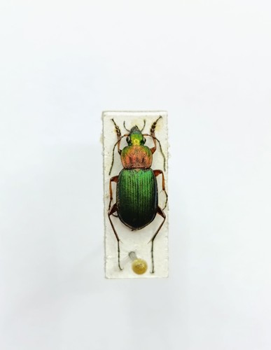 Entomology taxidermy - entomology,