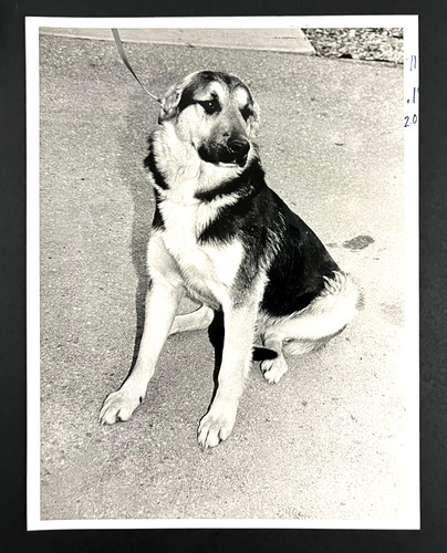 Orecchie cane pastore - di,