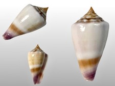 Conidae, Conus floridulus