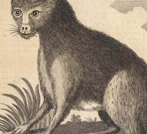 1767 rare gravure caracal - 1767,