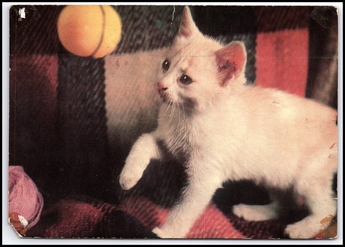 Cartolina epoca 1973 kitten - d'epoca,