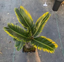 Cycas revoluta "Aurea" WYSIWYG