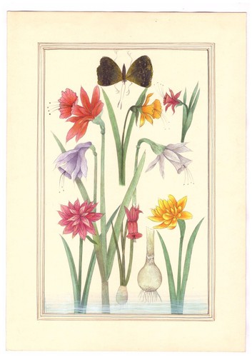 Dipinto fiori botanici - dipinto,