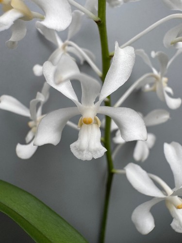 Vanda coerulescens alba - coerulescens, 'alba'