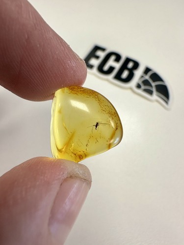 Baltic amber with mosquito - amber,