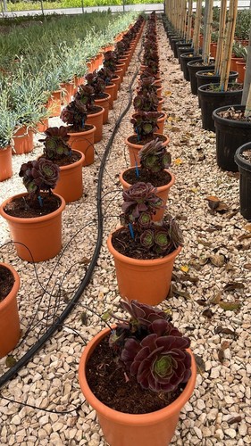 Aeonium arboreum atropurpureum - aeonium,