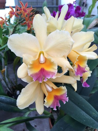 Cream cattleya orchid - cattleya,