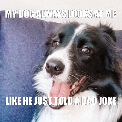 Border collie magnete - collie,