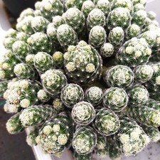 2 Piante 22€Mammillaria