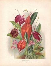 Stampa antica FIORI ORCHIDEA