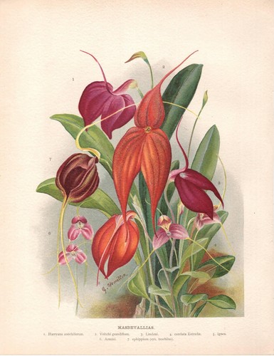Stampa antica fiori orchidea - stampa,