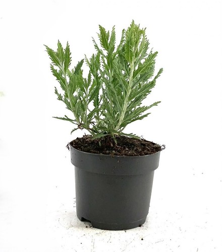 Perovskia salvia russa - perovskia,