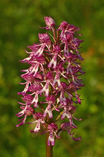 Photo 6x4 lady - photo, orchid/monkey