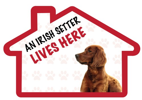 Irish setter lives here - an,