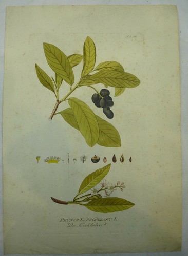 Incisione rame prunus - su, "prunus
