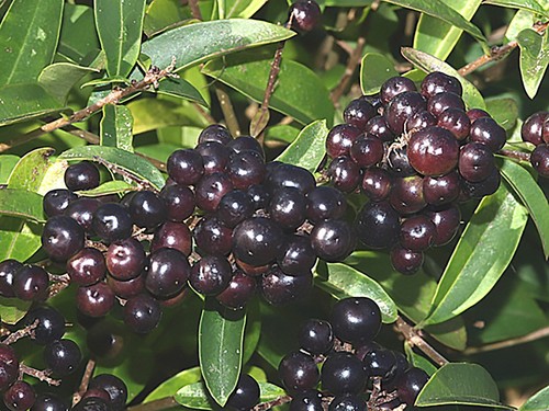 Arbusto privet semi di - privet,,