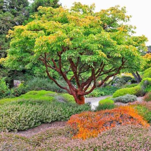 Acer griseum acero della - -,
