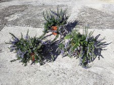1 Pianta Rosmarino Prostato