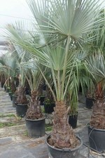 Palma blu del Messico "Brahea