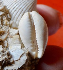 GASTÉROPODE FOSSILE MIOCÈNE