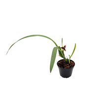 Maxillaria variabilis red -