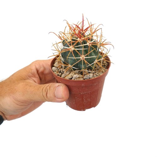 Ferocactus chrysacanthus