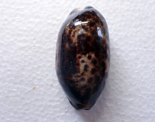 Conchiglia mare cypraea - -,