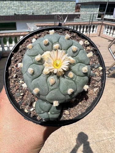 Pianta cactus rara pz - di,