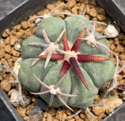 Rara pianta succulenta - , viva