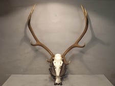 Grande Trofeo Corna Di Cervo
