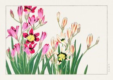 Fiore ixia seiyo - di, soka