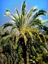 Butia Odorata - palma da gel - palma - piantina - 1 pianta - condizionatamente resistente