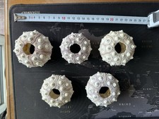 Conchiglia marina - Scheletro riccio sputnik