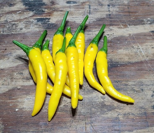 Pepper seёds 250 ungheria - pepper,