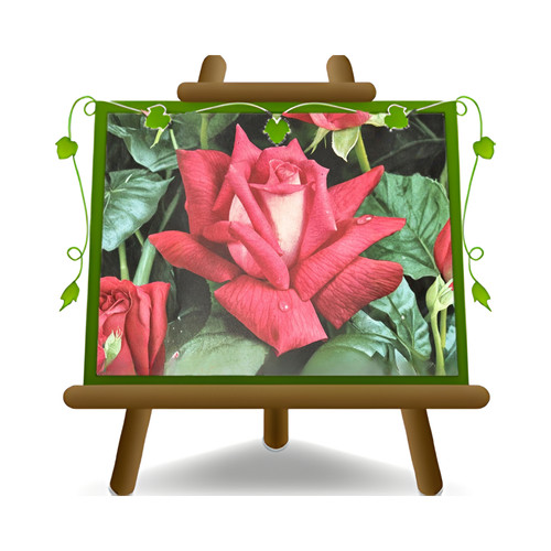 Rosa rampicante grandi - rosa,