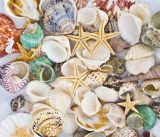 70+ Mixed Beach Sea Shells