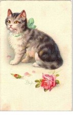 Gatti. Gatto E Rosa.