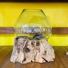 Vaso vetro e radice ampolla