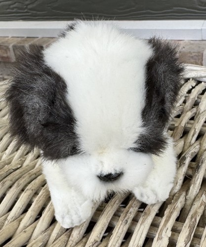 Hansa shih tzu - hansa, tazza