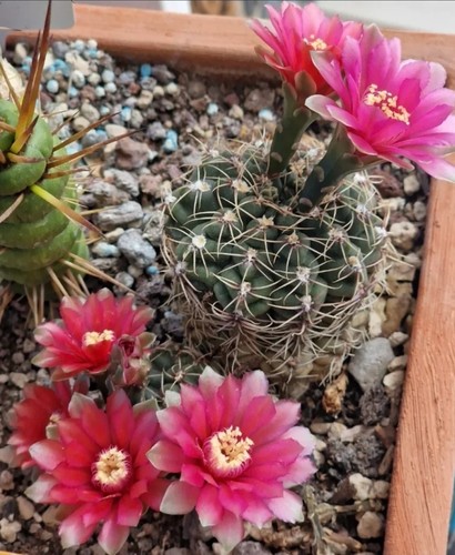 Gymnocalycium baldianum
